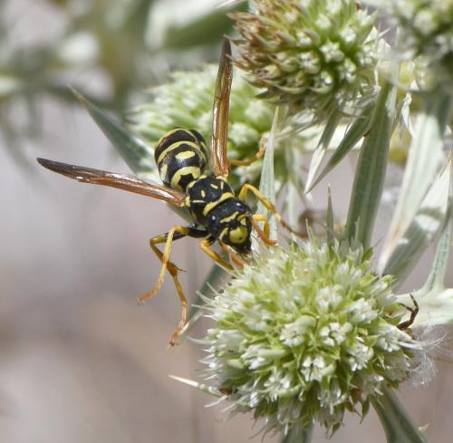 Polistes gallicus